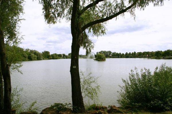 Le saule blanc