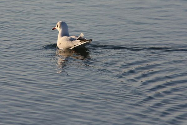 La mouette rieuse