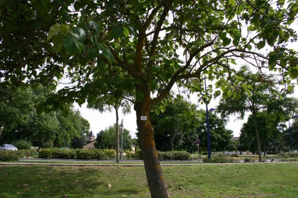 Le paulownia Tomentosa